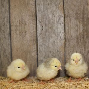 Live Columbian Wyandotte Pullet