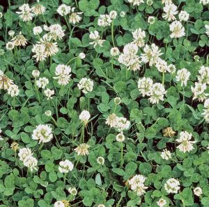 Clover White Dutch /lb
