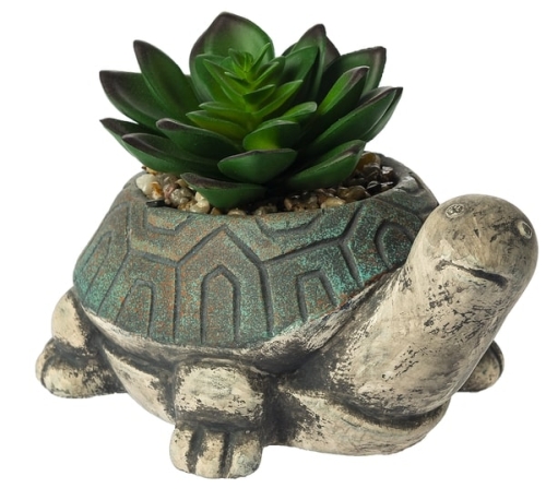 Turtle Fig W/ Succulent
