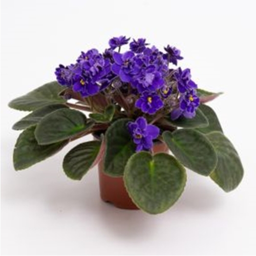 Violet Plant 4"