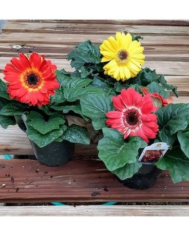 Gerber Daisy 4.5" Assorted