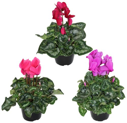 Cyclamen Plant 6" Astd