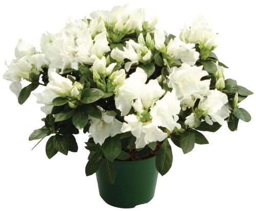 Easter Azalea 6" Assorted