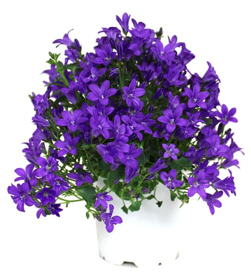 Campanula 4" Assorted