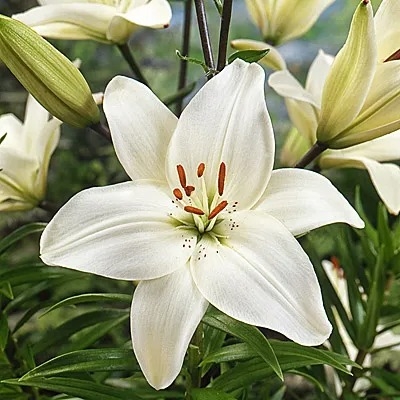 Easter Lily Asiatic 6" W/pc