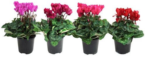 Cyclamen 4.5" Assorted