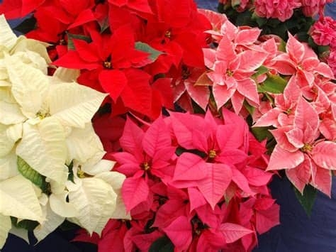 Poinsettia 4.5" Princetta Asst