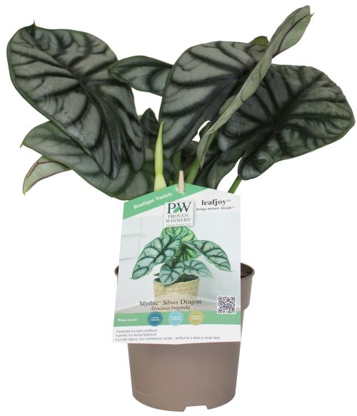 Plant Alocasia 5" Silver Dragon