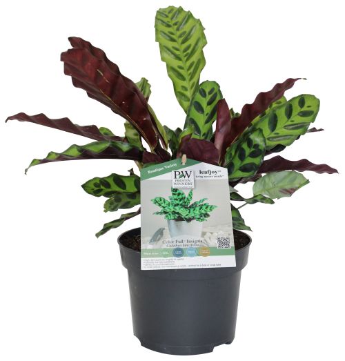 Plant Calathea 5" Lancifolia