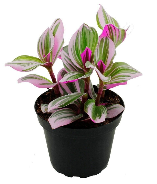 Plant Tradescantia 4" HB NANOUK