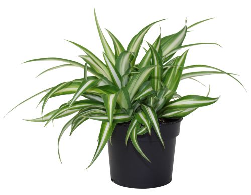 Plant Spider Maria 3.5"