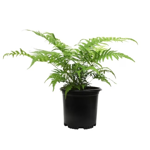 Tropical Fern 2.5" Bambino