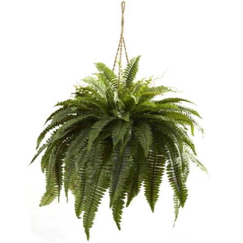 H.basket Boston Fern Suny