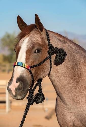 Professionals Choice Cowboy Braided Halter White Serape