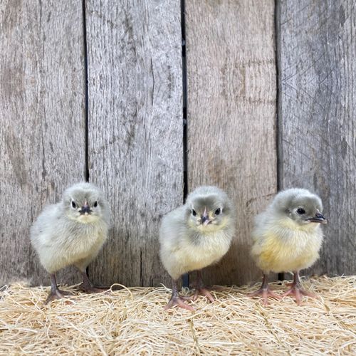 Live Lavender Orpington Pullet