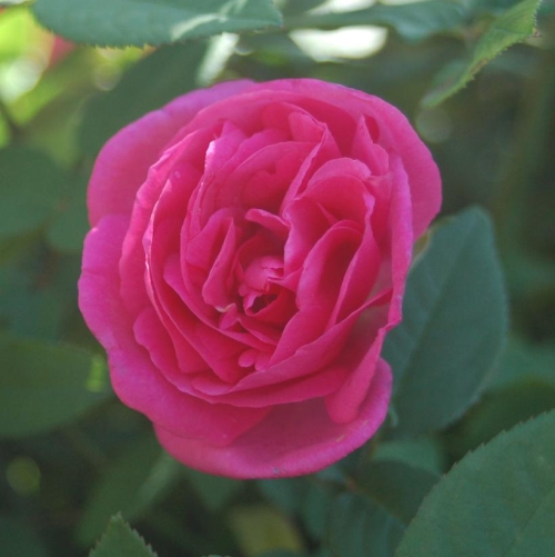 Rose Climbing Zephirine Drouhin 3G