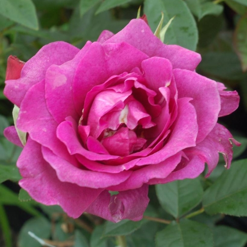 Rose Floribunda Intrigue 3G