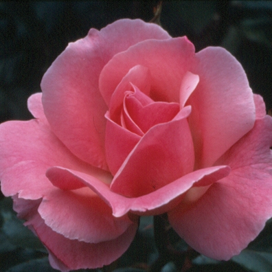 Rose Grandiflora Queen Elizabeth 3G