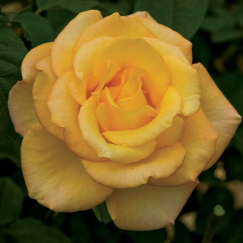 Rose Grandiflora Gold Medal 3G