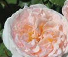 Rose Grandiflora Bliss Parfuma 3G