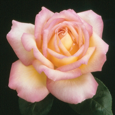 Rose Hybrid Tea Peace 3G