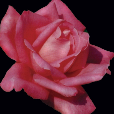 Rose Hybrid Tea Perfume Delight 3G