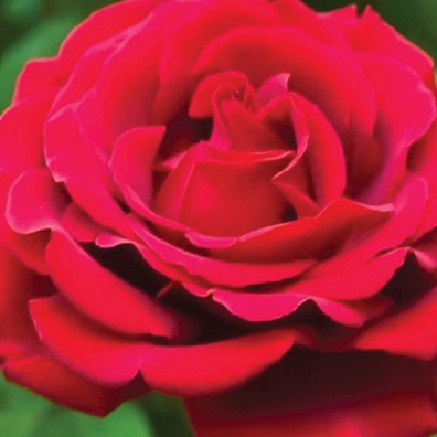 Rose Hybrid Tea Red Masterpiece 3G