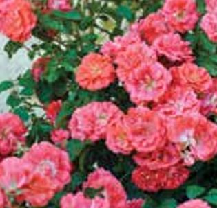 Rose Ground Cover Coral Drift 3G