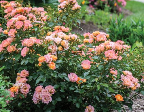 Rose Groundcover Peach Drift 3G