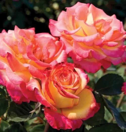 Rose Ground Cover Dream Come True 3G