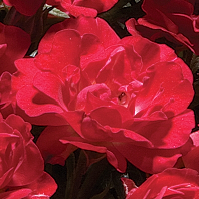 Rose Ground Cover Red Drift 3G