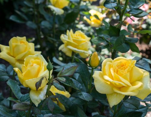 Rose Hybrid Tea Eternal Flame 3G
