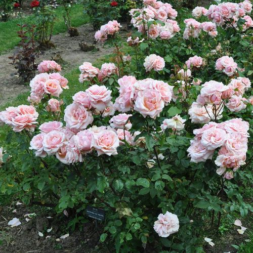 Rose Ground Cover Mother Of Pearl 3G