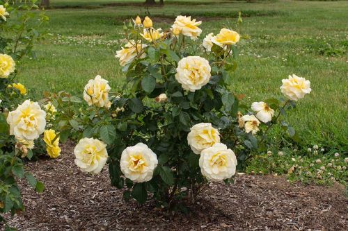 Rose Ground Cover Sunshine Daydream 3G