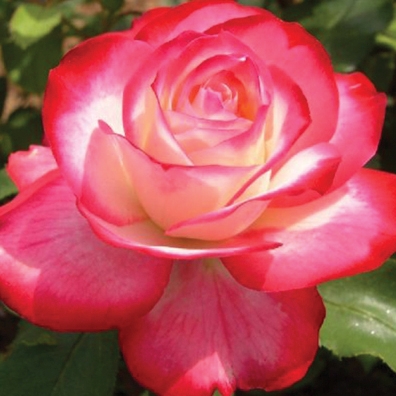 Rose Hybrid Tea Fire n Ice 3G