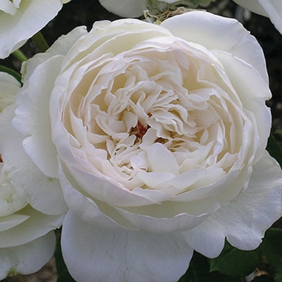 Rose Floribunda Bolero 3G