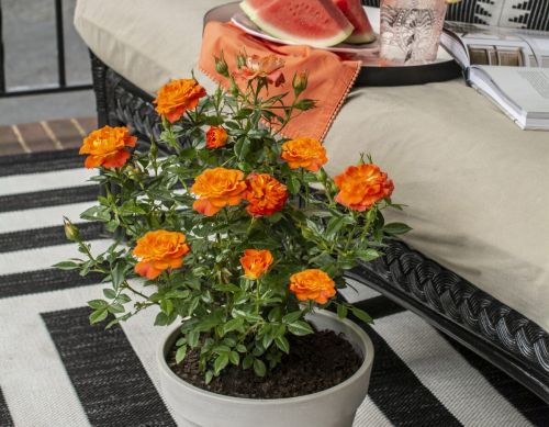 Rose Mini Sunblaze Mandarin 3G