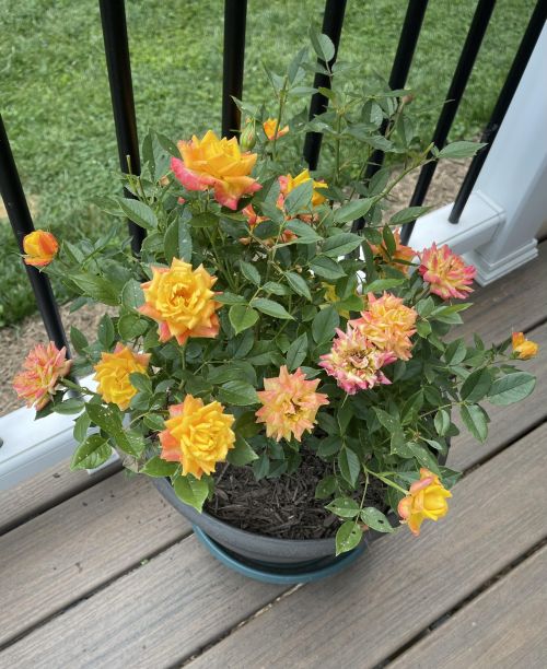 Rose Mini Sunblaze Rainbow 3G