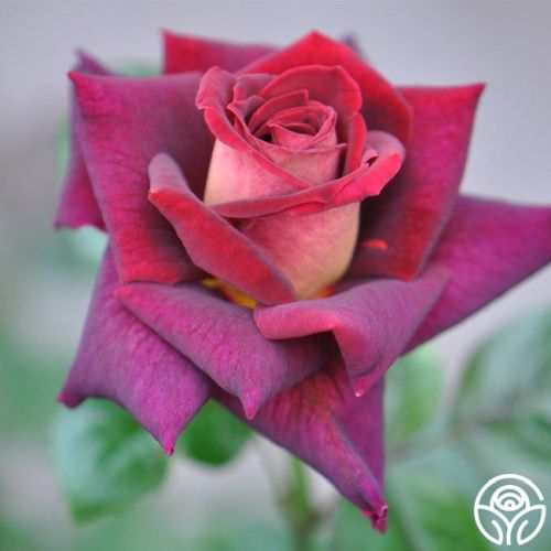 Rose Hybrid Tea Dark Night 3G