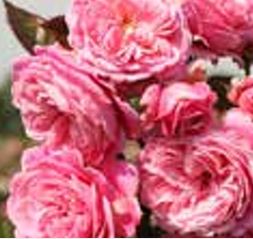 Rose Floribunda Summer Romance Parfuma 3G