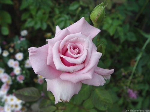 Rose Hybrid Tea Moms Rose 3G