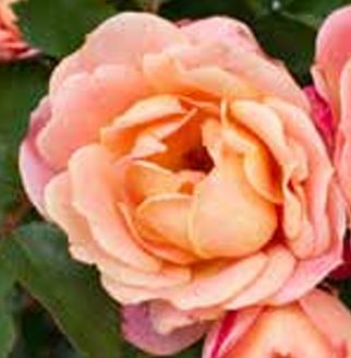 Rose Sunblaze Mini Peach 2G