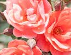 Rose Shrub Knockout Coral 3G