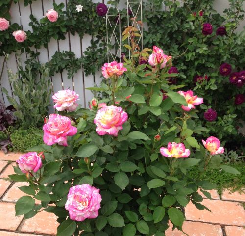Rose Floribunda Marc Chagall 3G