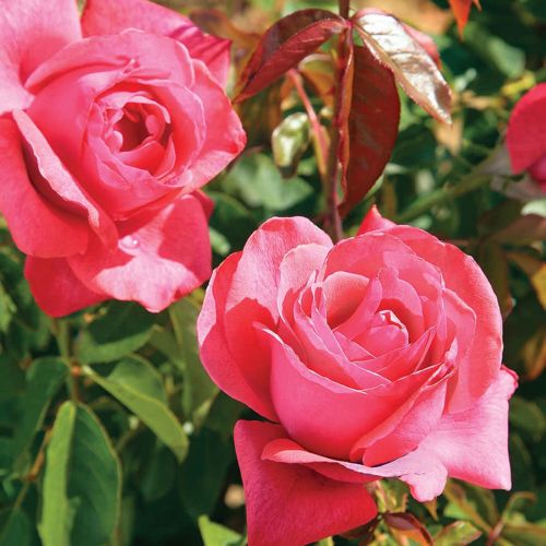Rose Hybrid Tea Cinnamon Dolce 3G