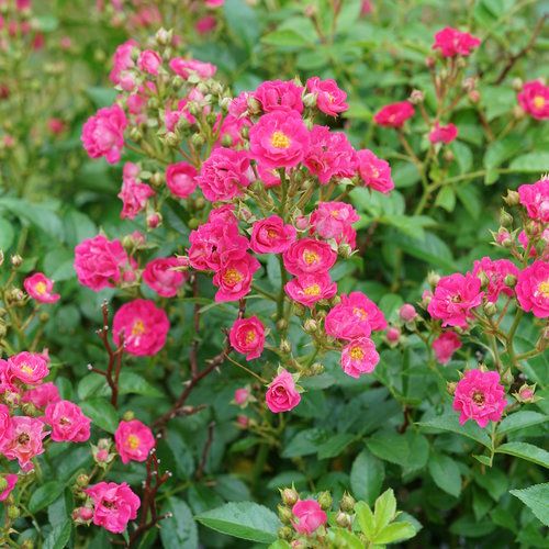 Rose Shrub Oso Easy Peasy 3G