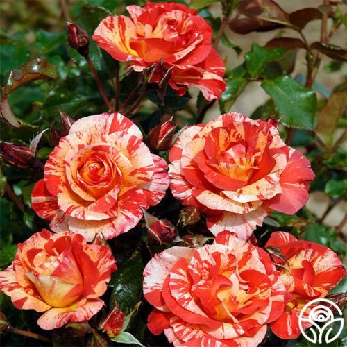 Rose Floribunda Alfred Sisley 3G