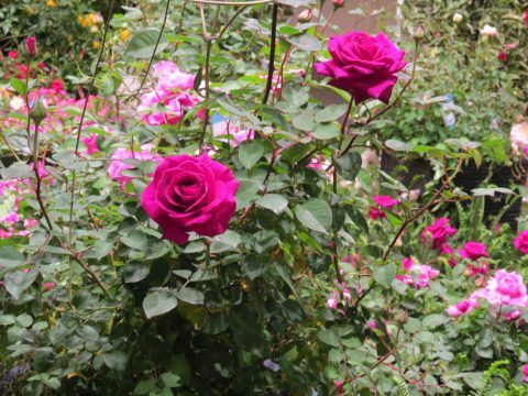 Rose Shrub Brindabella Roses Purple Prince 3G