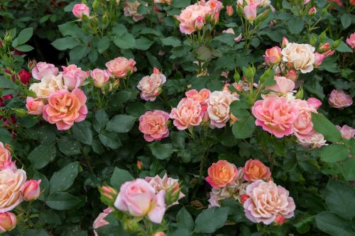 Rose Mini Sunblaze Peach 3G