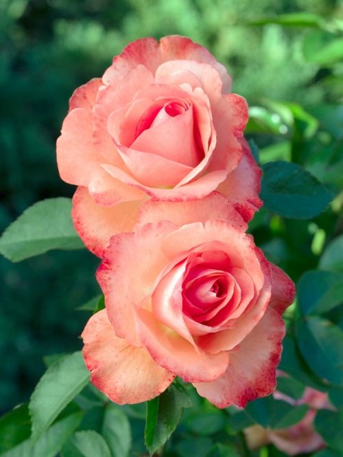 Rose Floribunda Anisley Dickson 3G